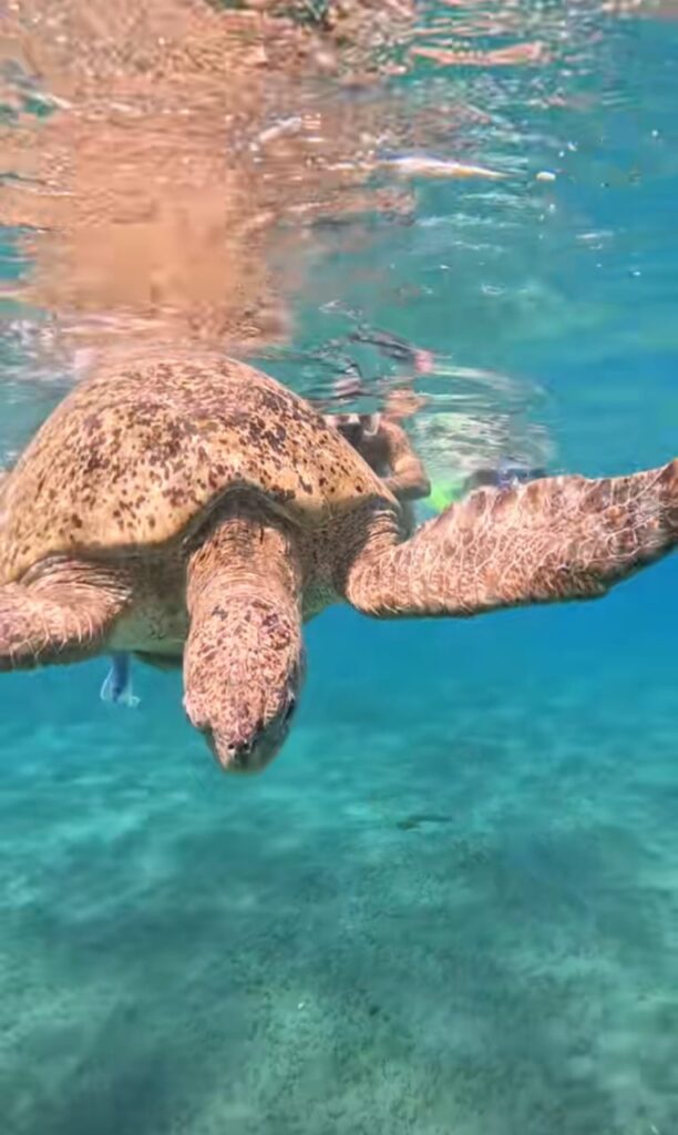 WhatsApp Image 2025-12-17 at 6.33.14 PM (3)