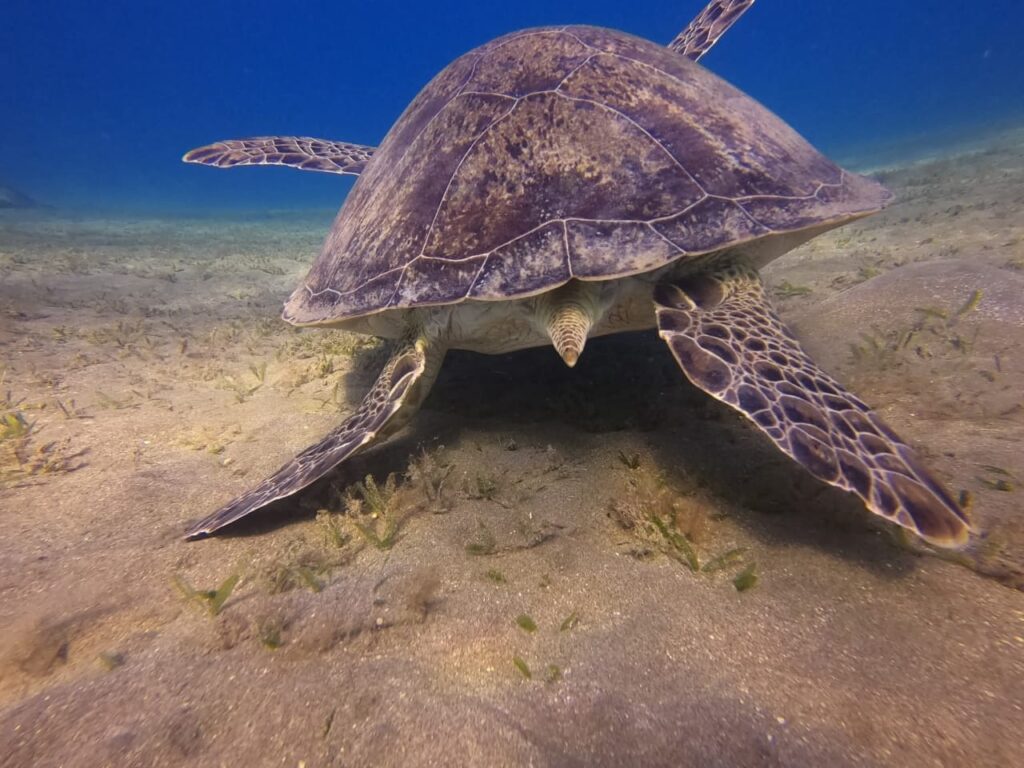 WhatsApp Image 2025-12-17 at 6.43.54 PM (1)