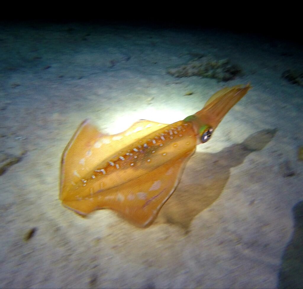 WhatsApp Image 2025-12-17 at 6.43.54 PM