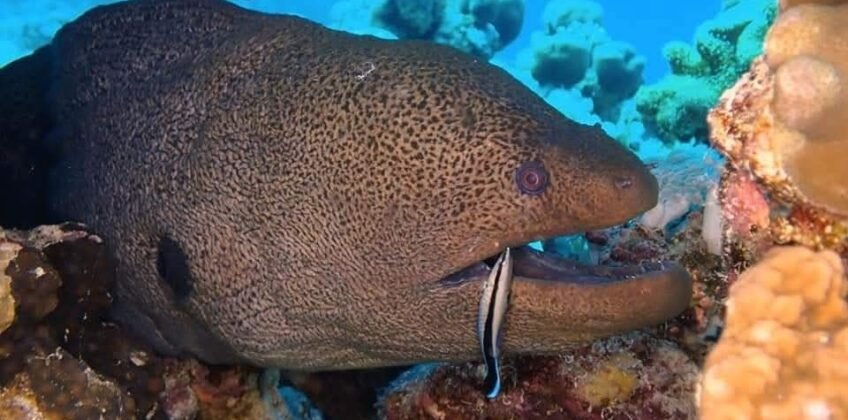 Eine riesige Muräne, die von einem kleinen Lippfisch in einem Riff im Roten Meer gereinigt wird. Schnorchelausflüge