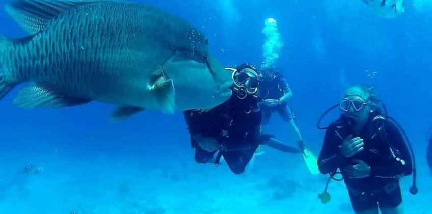 Scuba divers swimming alongside a large Napoleon wrasse in the clear blue waters of Hurghada. Hurghada fun trips