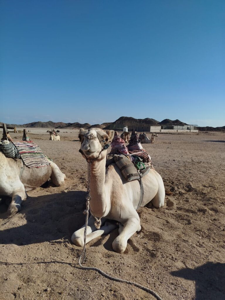 WhatsApp Image 2025-12-21 at 2.24.48 PM