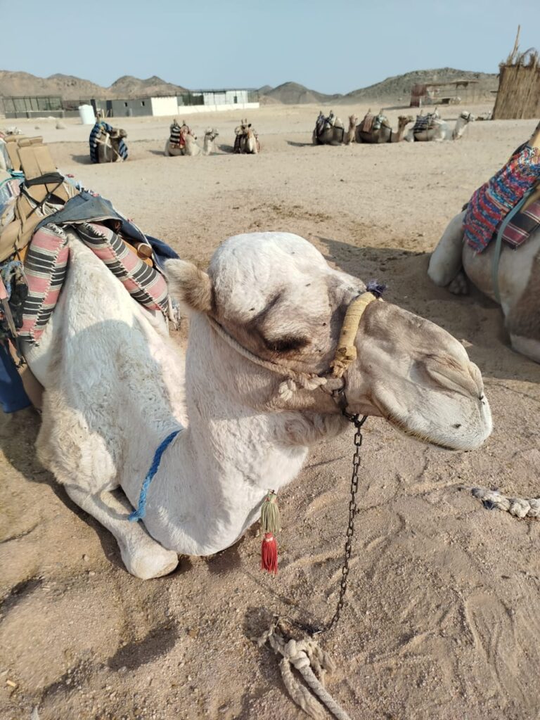 Mega-Safari Hurghada