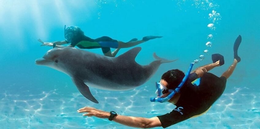 Zwei Schnorchler schwimmen unter Wasser neben einem Großen Tümmler im klaren blauen tropischen Wasser. Schnorchelausflüge
