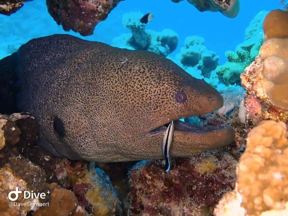 A giant moray eel being cleaned by a small wrasse fish in a Red Sea reef . Snorkeling Trips
