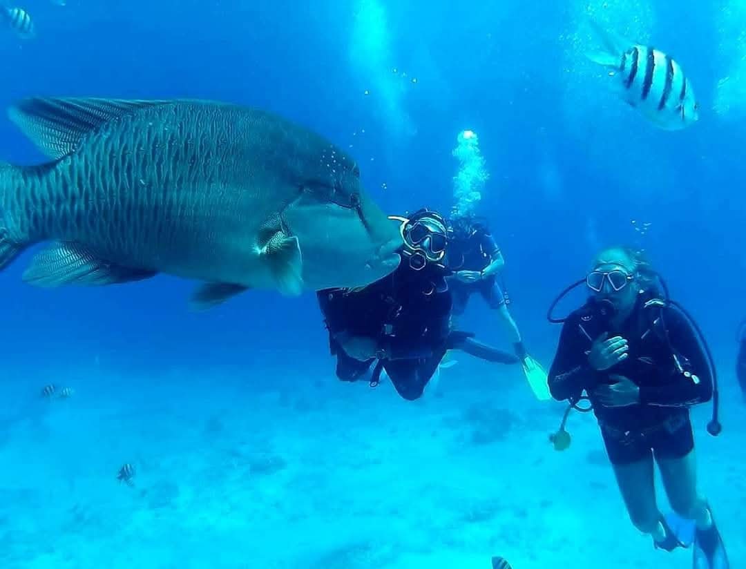Scuba divers swimming alongside a large Napoleon wrasse in the clear blue waters of Hurghada. Hurghada fun trips