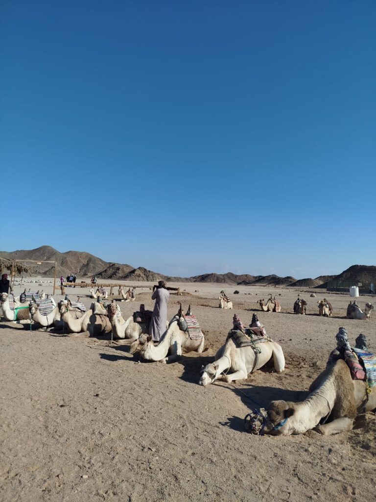 A row of camels resting on the sand during a desert safari excursion in Hurghada Egypt