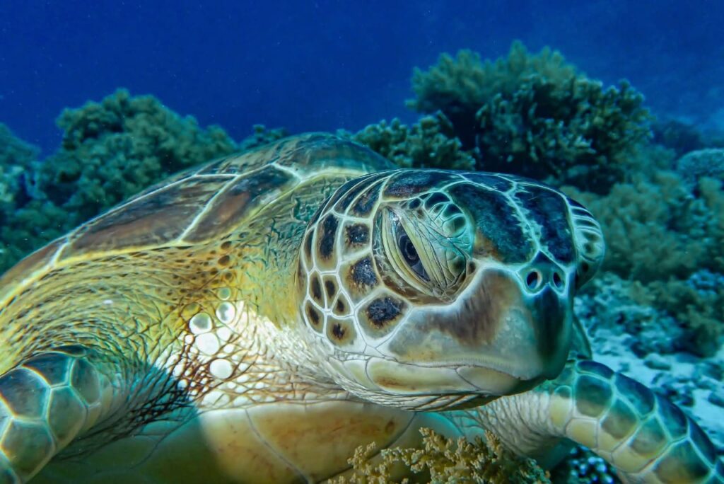 Close up of a sea turtle swimming near a colorful coral reef during a Hurghada diving trip