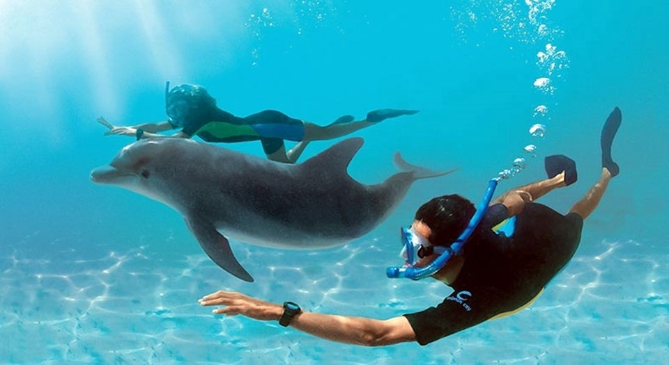 Two snorkelers swimming underwater alongside a bottlenose dolphin in clear blue tropical water. Snorkeling Trips